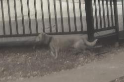 Found/Stray Male Dog last seen Parks At Treepoint Apts. by pond, Arlington, TX 76017