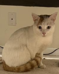 Found/Stray Male Cat last seen Hampton Locust Grove Rd, McDonough Rd, Hampton, GA 30228