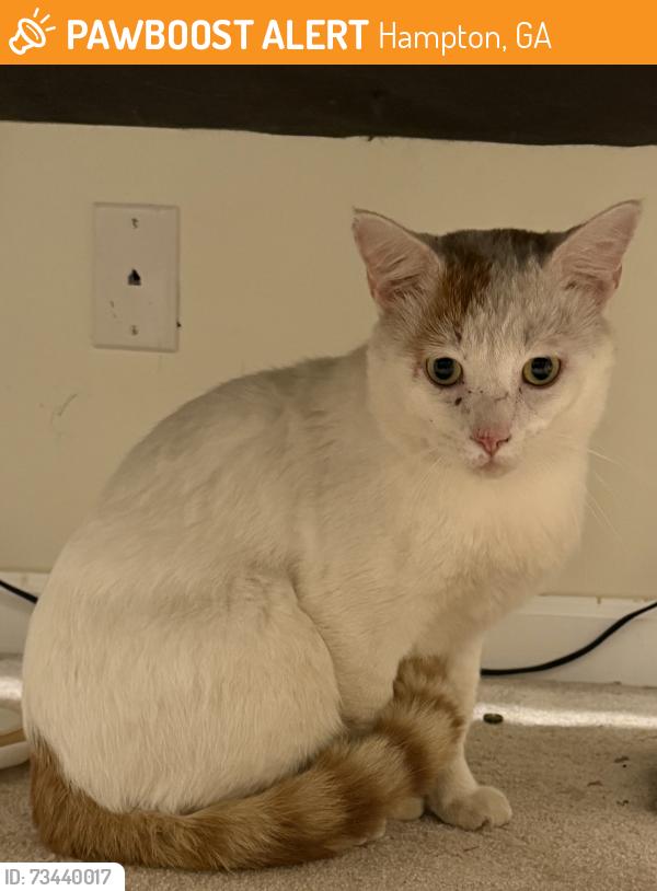 Found/Stray Male Cat last seen Hampton Locust Grove Rd, McDonough Rd, Hampton, GA 30228