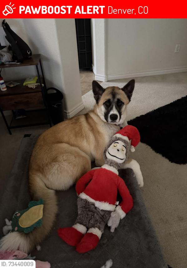 Lost Male Dog last seen 1st Federal Denver, Denver, CO 80219