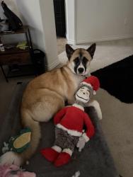 Lost Male Dog last seen 1st Federal Denver, Denver, CO 80219