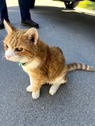 Reunited Female Cat last seen Grace point church, Cleveland, TN 37312
