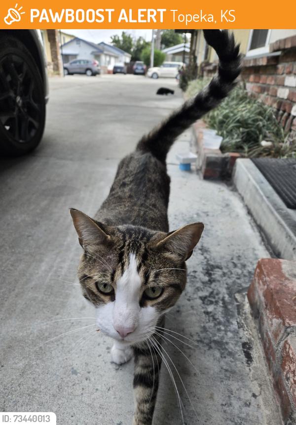 Found/Stray Unknown Cat last seen Bascom x Naglee 95128 (near Zanotto market), Topeka, KS 66612