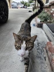 Found/Stray Unknown Cat last seen Bascom x Naglee 95128 (near Zanotto market), Topeka, KS 66612