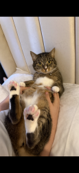 Lost Female Cat last seen Hyndland vet, Partick, Scotland G11 6TG