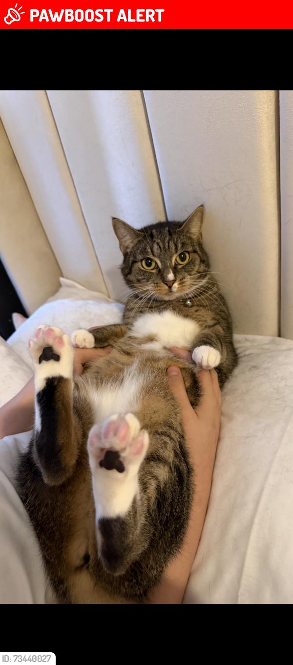 Lost Female Cat last seen Hyndland vet, Partick, Scotland G11 6TG