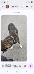 Found/Stray Unknown Dog last seen Tomas, Tucson, AZ 85745