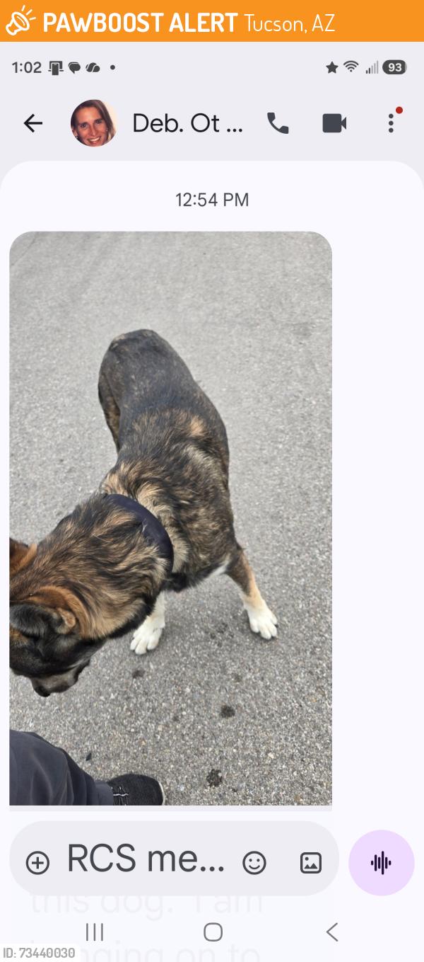 Found/Stray Unknown Dog last seen Tomas, Tucson, AZ 85745