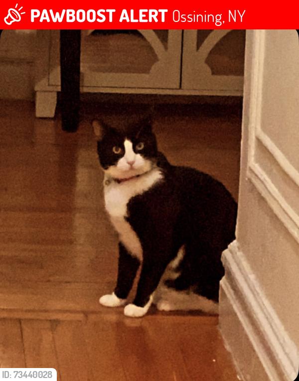 Lost Male Cat last seen Linden ave, Ossining, NY 10562