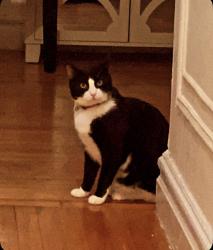 Lost Male Cat last seen Linden ave, Ossining, NY 10562