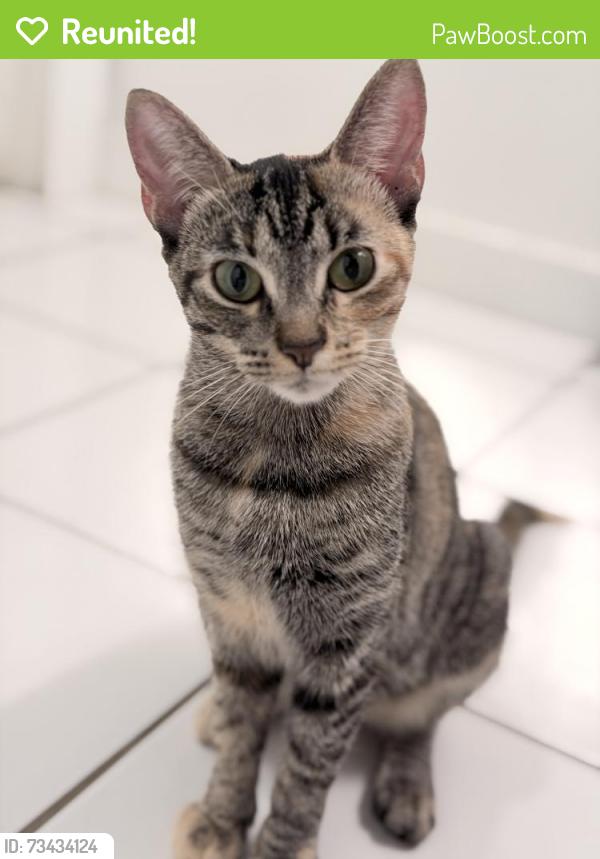 Reunited Female Cat last seen Talman ave and Washington blvd, Chicago, IL 60624