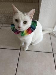 Lost Female Cat last seen Greenway between Sendero drive and fieldstone drive, Austin, TX 78735