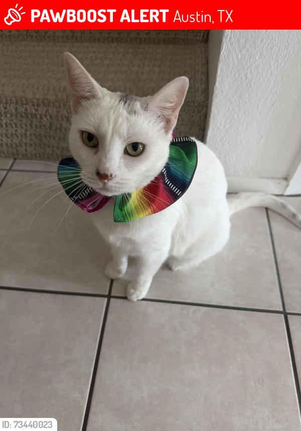 Lost Female Cat last seen Greenway between Sendero drive and fieldstone drive, Austin, TX 78735