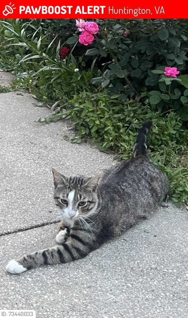 Lost Male Cat last seen Huntington Ave, telegraph rd,, Huntington, VA 22303