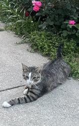 Lost Male Cat last seen Huntington Ave, telegraph rd,, Huntington, VA 22303