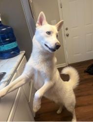 Reunited Male Dog last seen Near Gayview drive, Knoxville, TN 37920