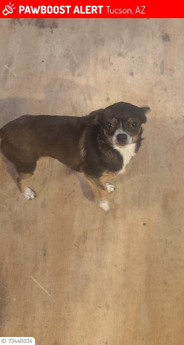 Lost Female Dog last seen Kestral Kafe, Tucson, AZ 85736
