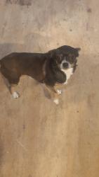 Lost Female Dog last seen Kestral Kafe, Tucson, AZ 85736