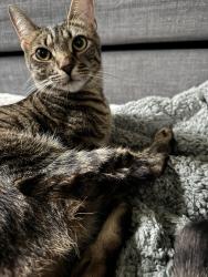 Lost Male Cat last seen Exploration green, Houston, TX 77062