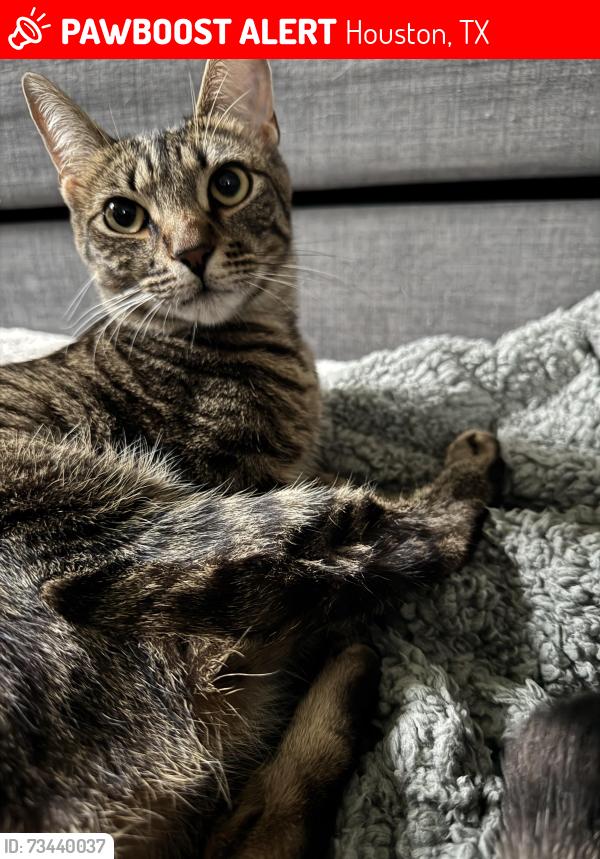 Lost Male Cat last seen Exploration green, Houston, TX 77062