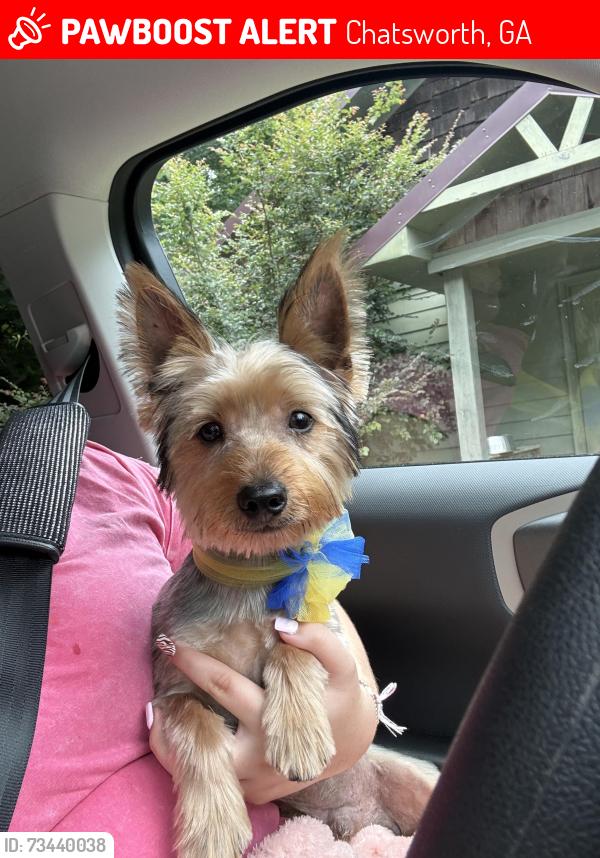 Lost Male Dog last seen Chatsworth, Ga, Usa, Chatsworth, GA 30705