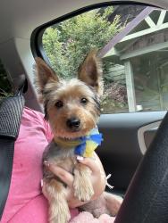Lost Male Dog last seen Chatsworth, Ga, Usa, Chatsworth, GA 30705