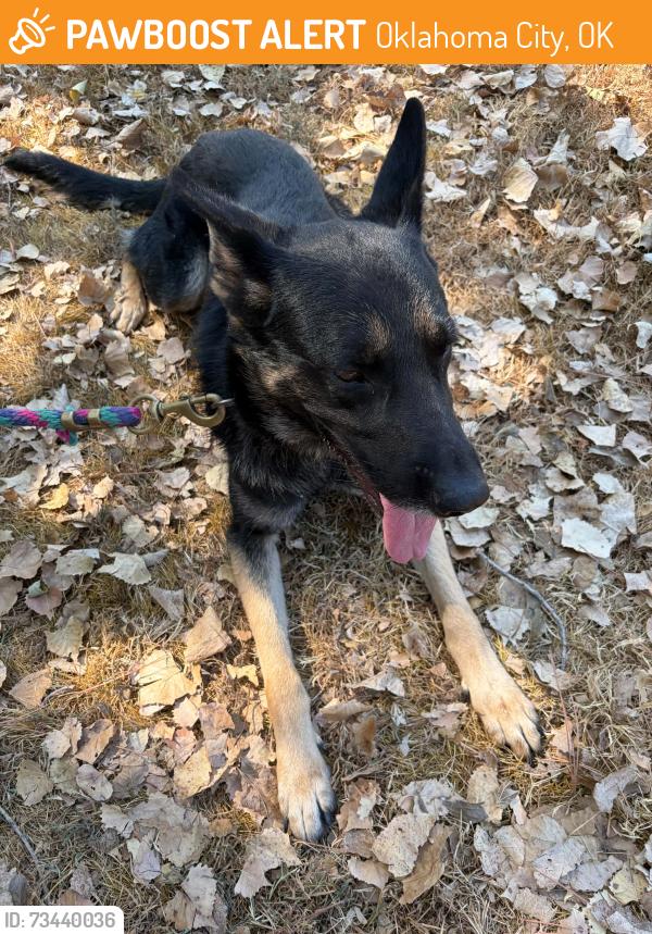 Found/Stray Male Dog last seen SE 29th & Post Rd, Oklahoma City, OK 73150