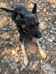 Found/Stray Male Dog last seen SE 29th & Post Rd, Oklahoma City, OK 73150