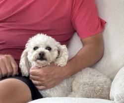 Reunited Female Dog last seen Jemez and Hidalgo, San Diego, CA 92117