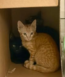 Shelter Stray Male Cat last seen Bexar County, 3353 Morningside Dr, New Braunfels, TX 78132, USA