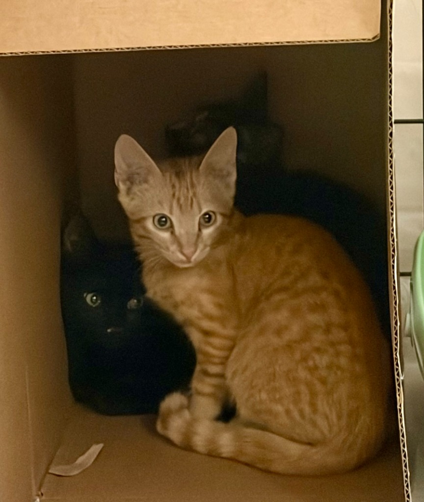 Shelter Stray Male Cat last seen Bexar County, 3353 Morningside Dr, New Braunfels, TX 78132, USA