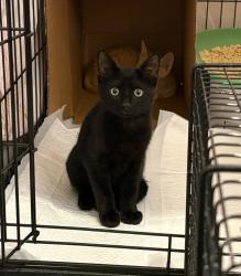Shelter Stray Male Cat last seen Bexar County, 3353 Morningside Dr, New Braunfels, TX 78132, USA
