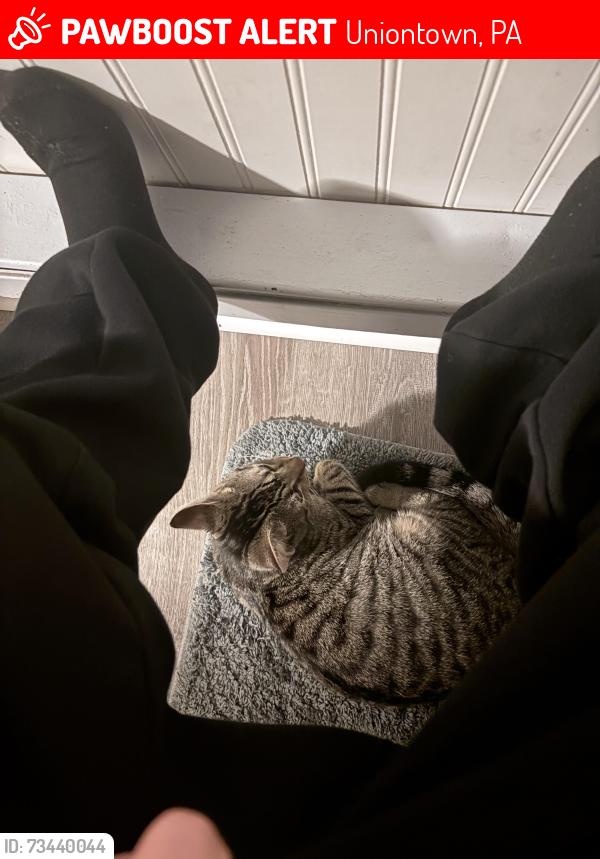 Lost Male Cat last seen He slipped out my back door while the kids were running in and out., Uniontown, PA 15401