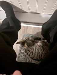 Lost Male Cat last seen He slipped out my back door while the kids were running in and out., Uniontown, PA 15401