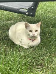 Found/Stray Female Cat last seen The greenway, Greater London, England HA3 7EL