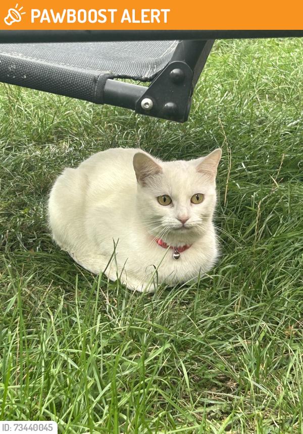 Found/Stray Female Cat last seen The greenway, Greater London, England HA3 7EL