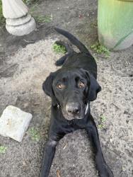 Lost Male Dog last seen Heritage Park dr, Katy, TX 77493