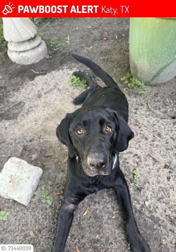 Lost Male Dog last seen Heritage Park dr, Katy, TX 77493