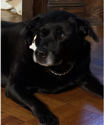 Reunited Female Dog last seen Lake St and Montclaire Ave, Newark,NJ Forrest Hills, North Ward, Newark, NJ 07104
