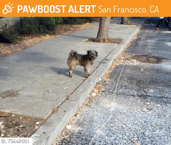 Found/Stray Unknown Dog last seen Site of old Candlestick Park on Gilman Ave, San Francisco, CA 94124