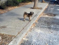 Found/Stray Unknown Dog last seen Site of old Candlestick Park on Gilman Ave, San Francisco, CA 94124