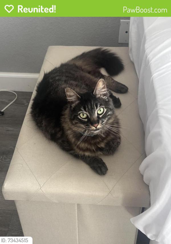 Reunited Male Cat last seen Boronda near food 4 less, dollar tree, circle k, Salinas, CA 93905