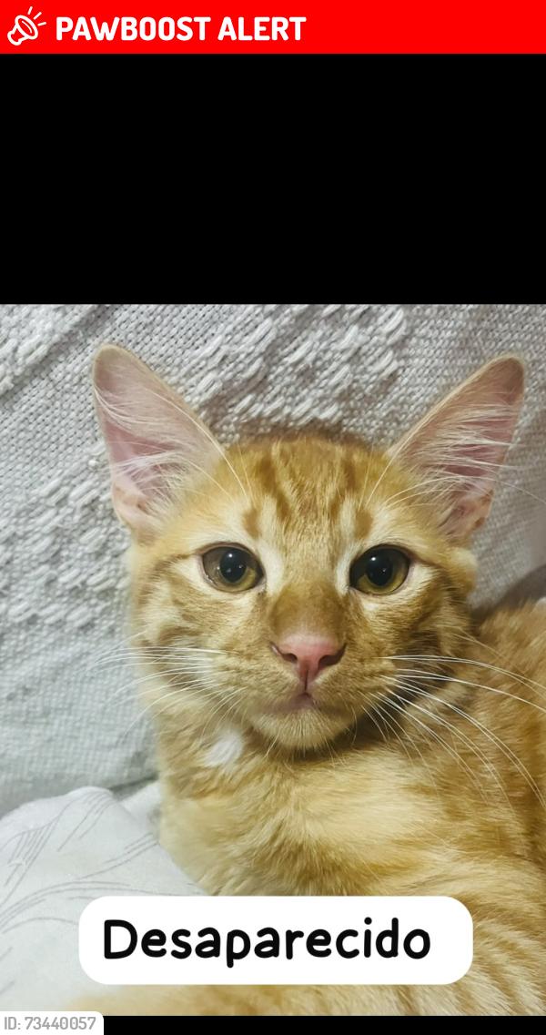 Lost Male Cat last seen Rua belfast 334, Cidade de Deus, RJ 22770-380