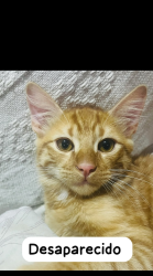 Lost Male Cat last seen Rua belfast 334, Cidade de Deus, RJ 22770-380