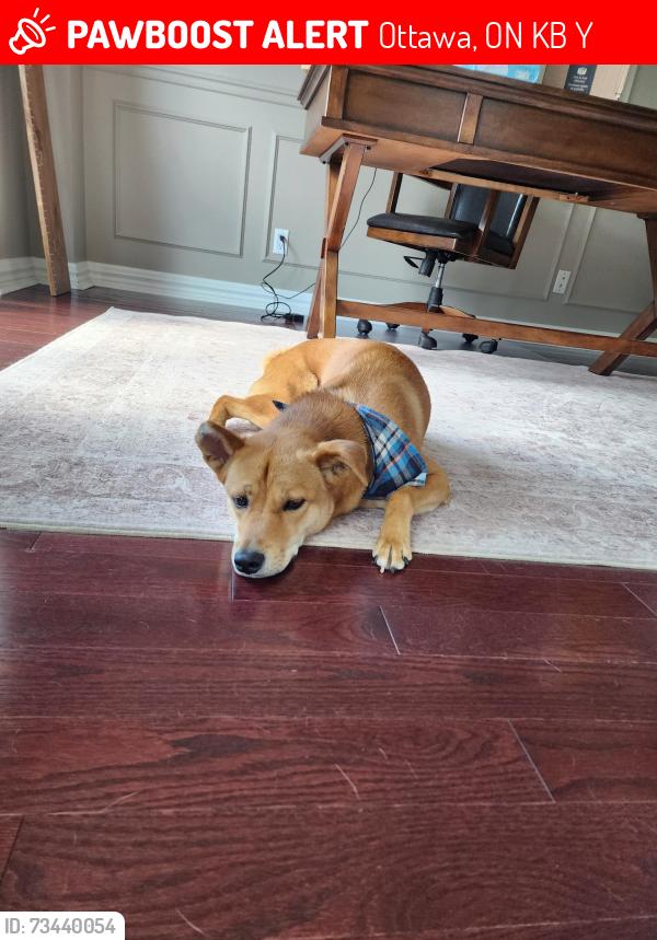 Lost Female Dog last seen Innes rd and Naven rd, Ottawa, ON K1B 3Y9