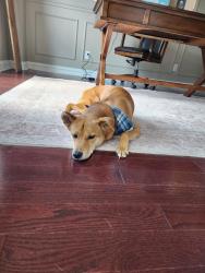 Lost Female Dog last seen Innes rd and Naven rd, Ottawa, ON K1B 3Y9