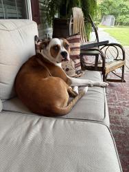 Lost Female Dog last seen Warriors Mark mountain, Warriors Mark Township, PA 16686