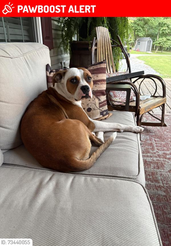 Lost Female Dog last seen Warriors Mark mountain, Warriors Mark Township, PA 16686