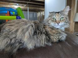 Lost Female Cat last seen Here We Grow Church, Saukville, WI 53080
