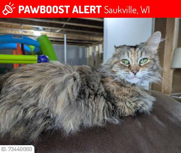 Lost Female Cat last seen Here We Grow Church, Saukville, WI 53080